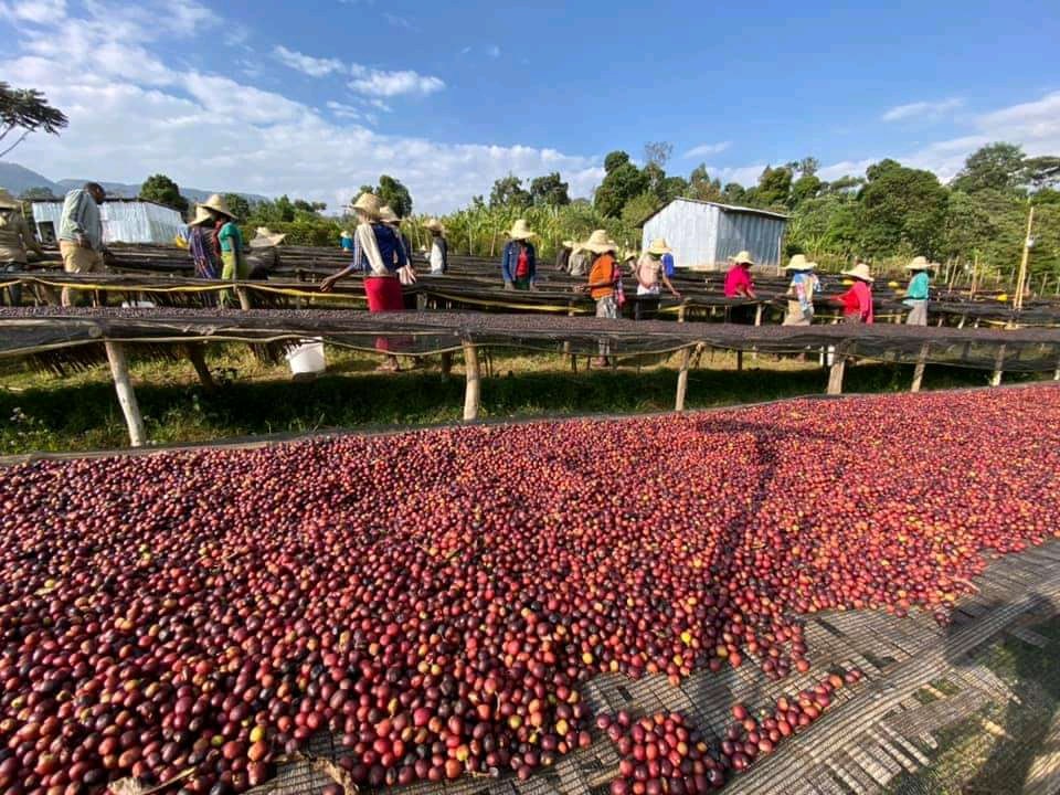 Ethiopia, Sidamo Mirit'i (Natural)